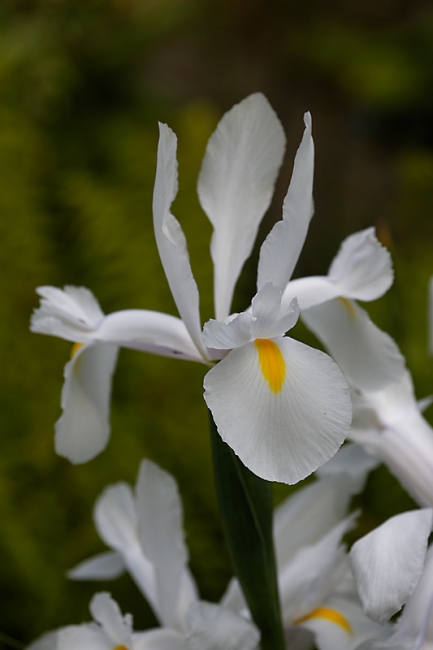Jardin des Impressionnistes-MAI14-084